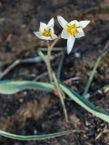 Tulipa bifloriformis. Цветущее растение. Узбекистан, г. Ташкент, пос. Улугбек, санитарно-защитная зона. 30.03.2012.