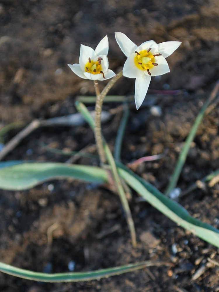 Изображение особи Tulipa bifloriformis.