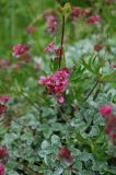 Potentilla divina