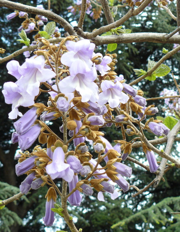 Image of Paulownia tomentosa specimen.