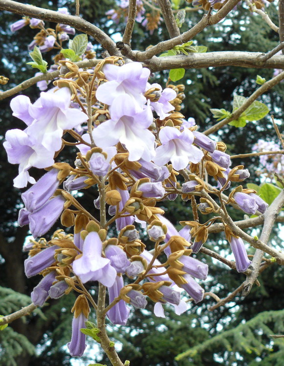 Изображение особи Paulownia tomentosa.