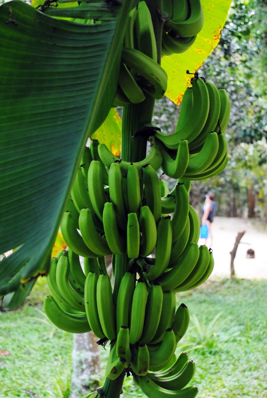 Image of Musa acuminata specimen.