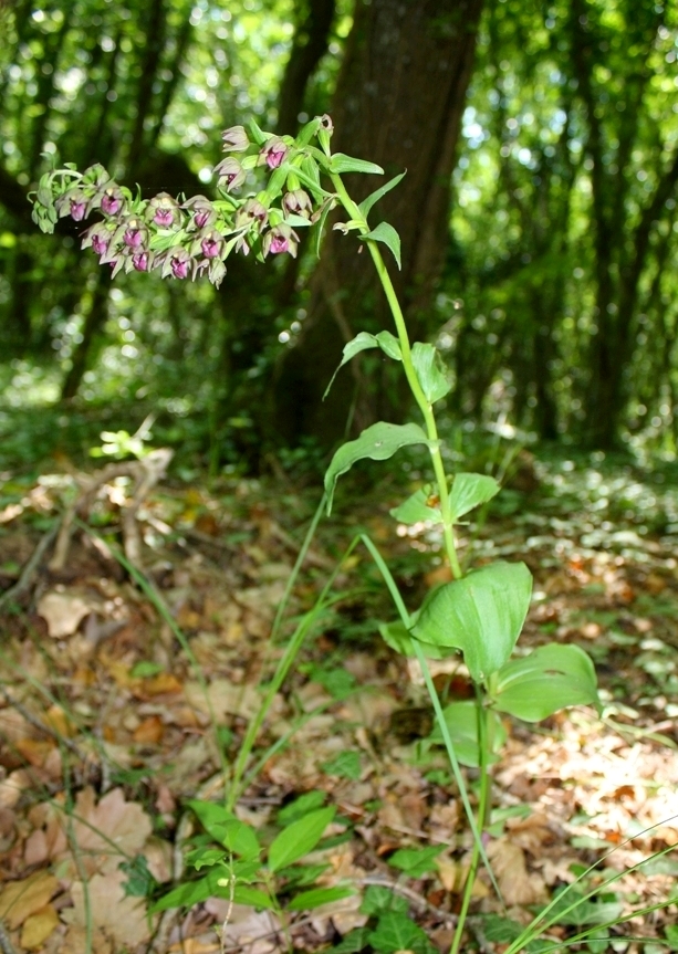 Image of Epipactis helleborine specimen.