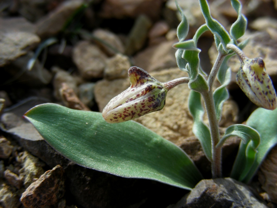 Изображение особи Rhinopetalum karelinii.