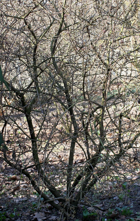 Image of Viburnum carlesii specimen.