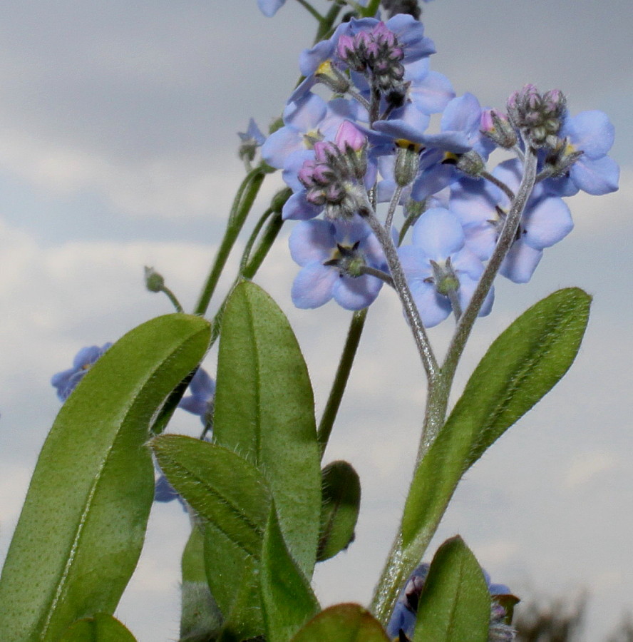 Изображение особи род Myosotis.