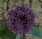 Allium materculae