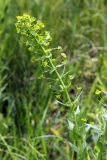 Euphorbia sewerzowii