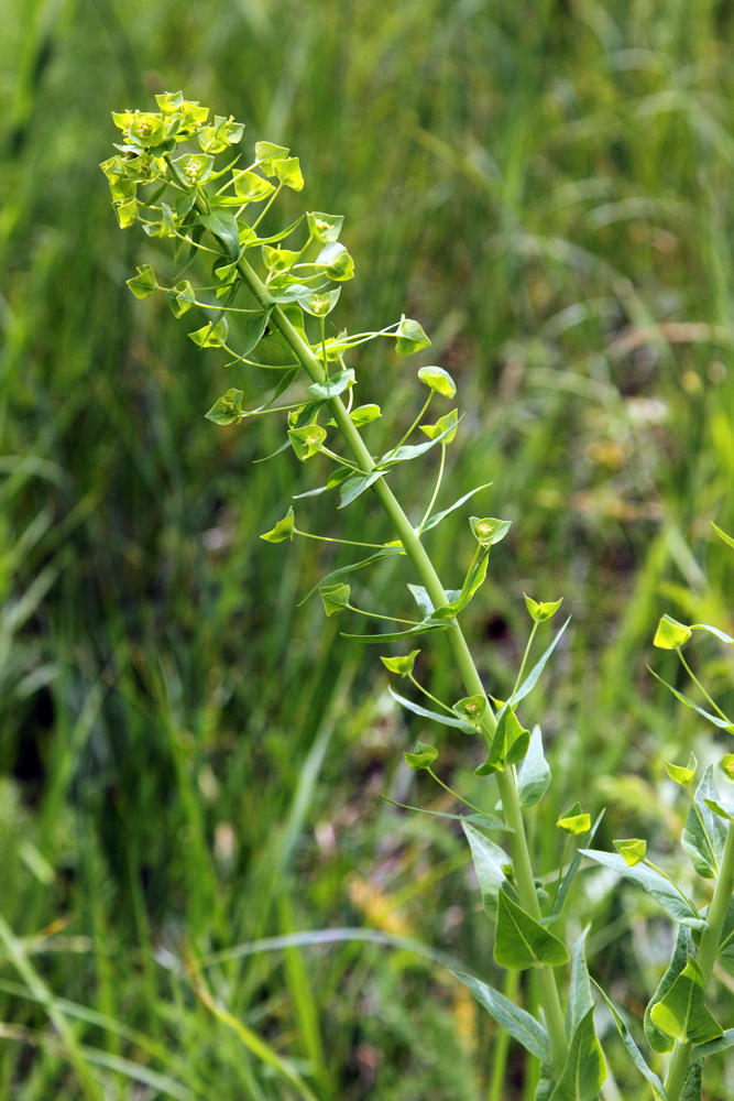 Изображение особи Euphorbia sewerzowii.