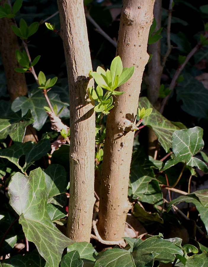 Image of Berberis &times; mentorensis specimen.