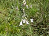 Allium paniculatum