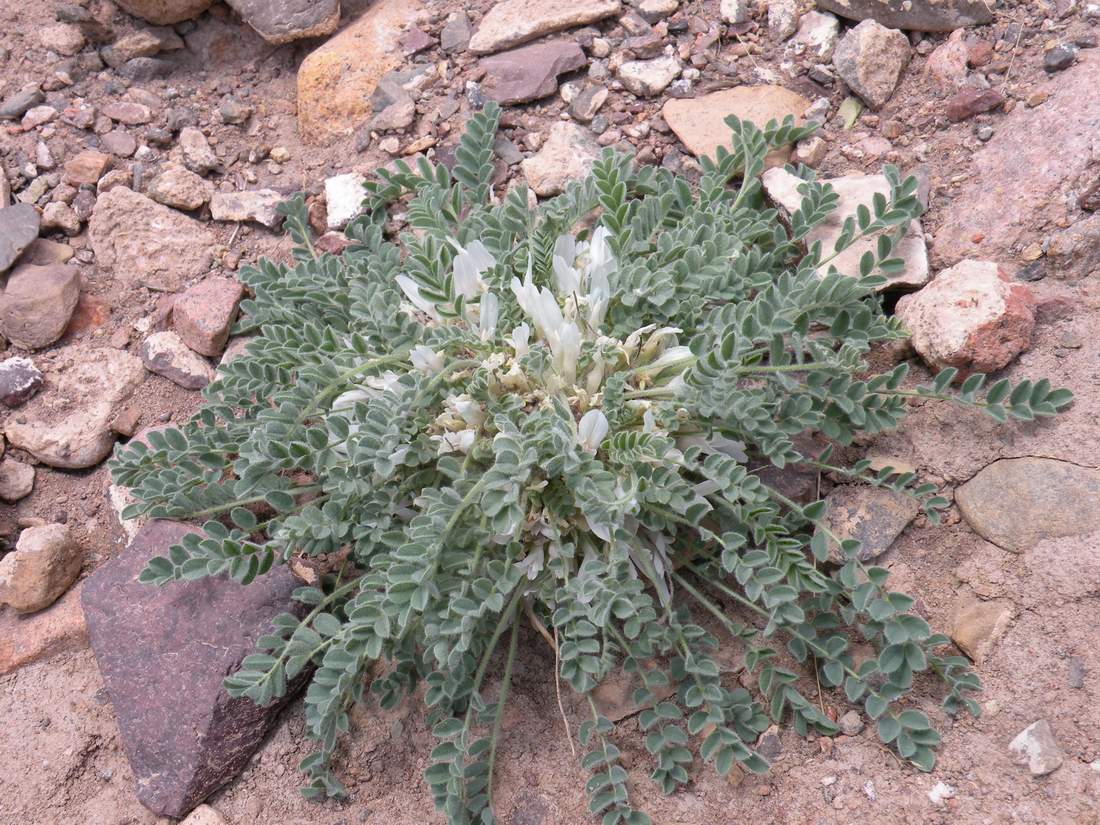 Изображение особи Astragalus hypogaeus.