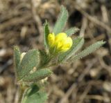 Medicago minima. Верхушка цветущего побега. Краснодарский край, Сазальницкая коса. 10.07.2013.