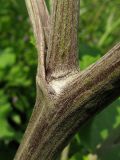 Arctium lappa. Стебель. Краснодарский край, окр. г. Крымск, пойменный луг р. Адагум. 15.07.2013.