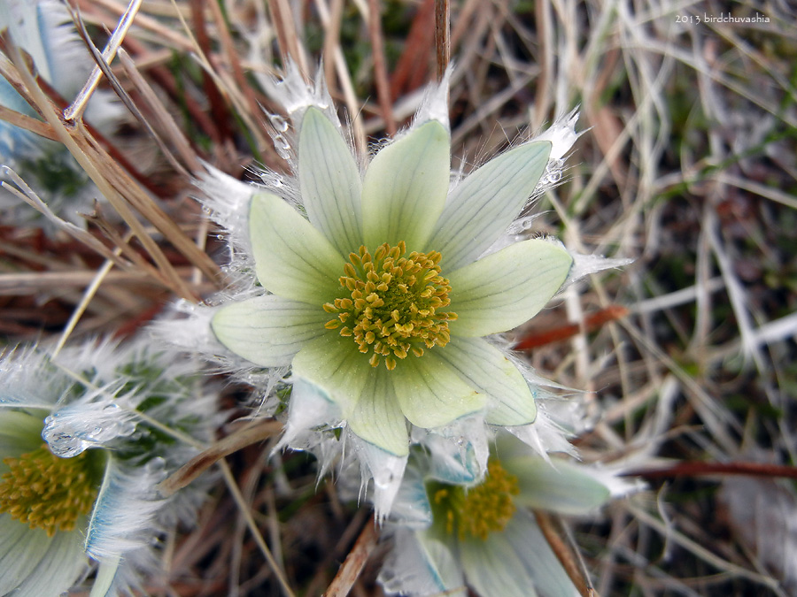 Изображение особи Pulsatilla taraoi.