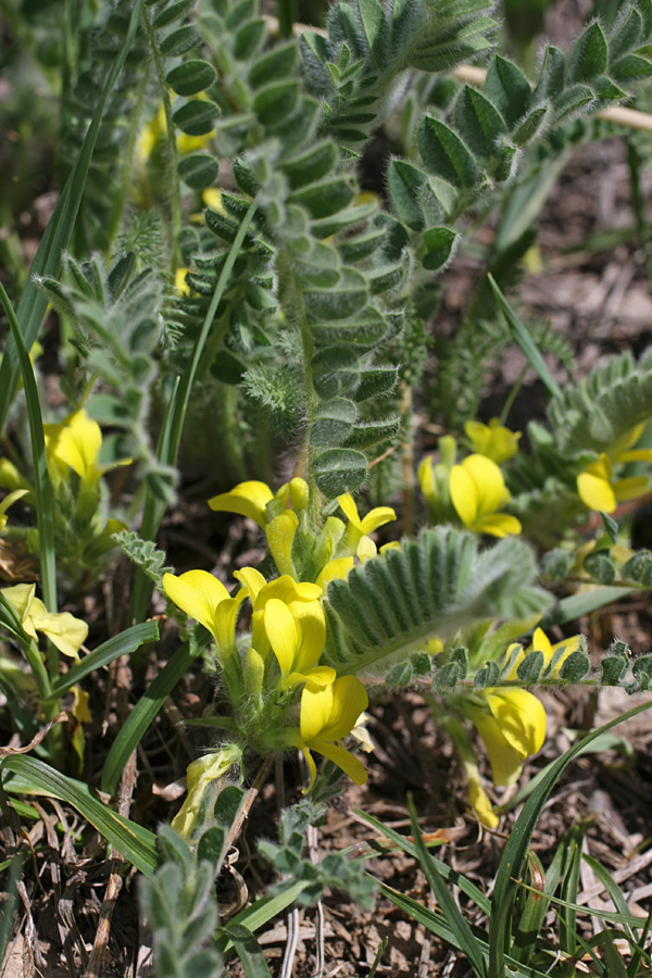 Изображение особи Astragalus anisomerus.