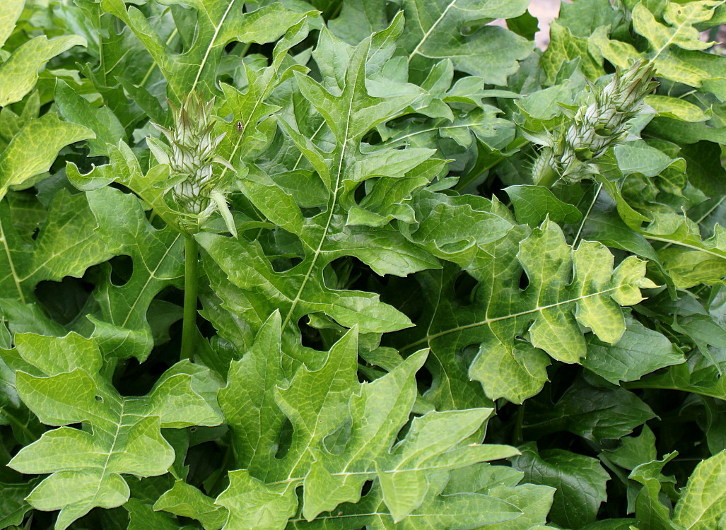 Image of Acanthus mollis specimen.