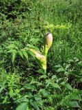 Angelica sylvestris