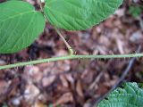 Rubus caucasicus