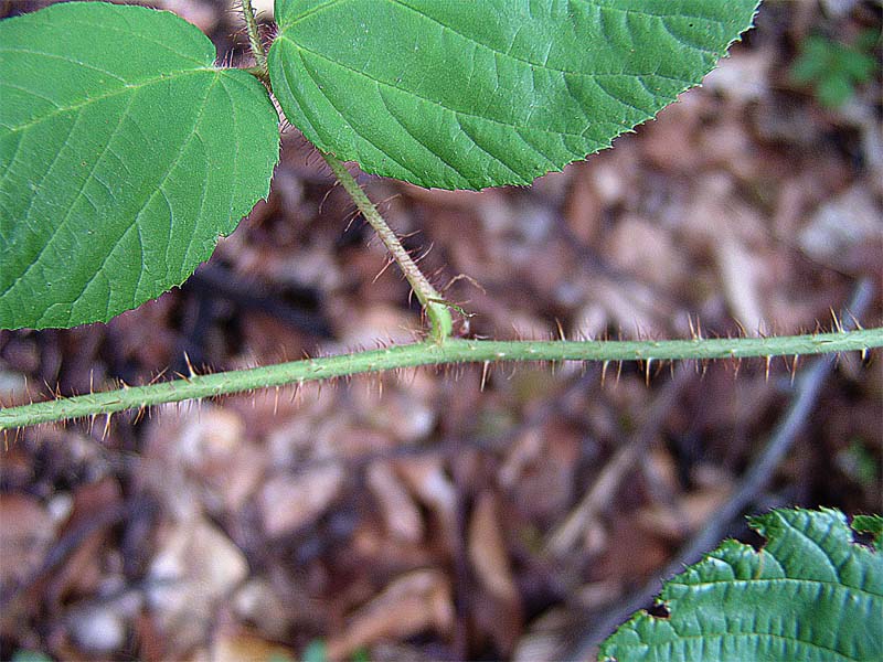 Image of Rubus caucasicus specimen.