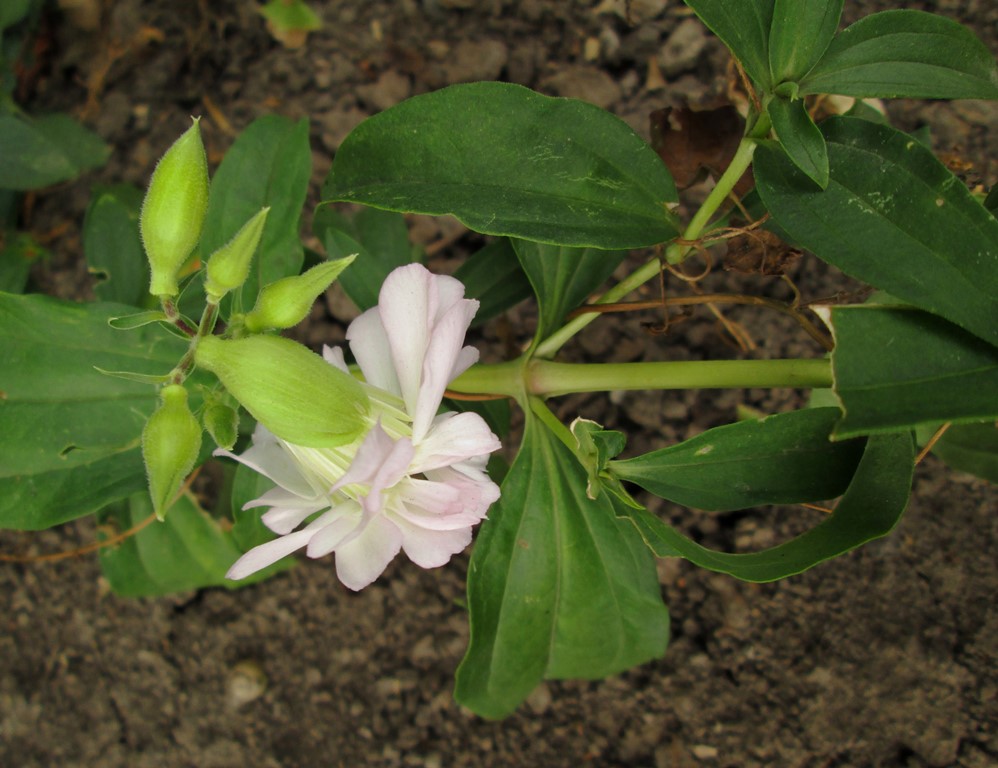 Изображение особи Saponaria officinalis.