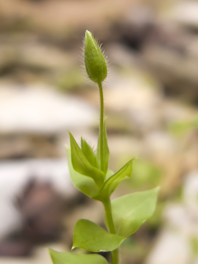 Image of Stellaria media specimen.