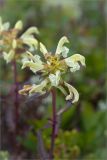 Pedicularis lapponica. Соцветие. Кольский п-ов, Хибины, подножие у южного склона массива Кукисвумчорр. 18.06.2013.