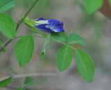 Clitoria ternatea