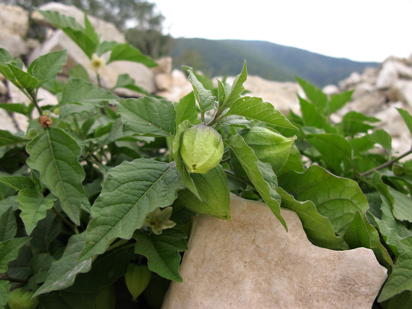 Изображение особи Alkekengi officinarum.