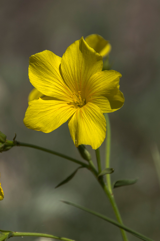 Изображение особи Linum uralense.