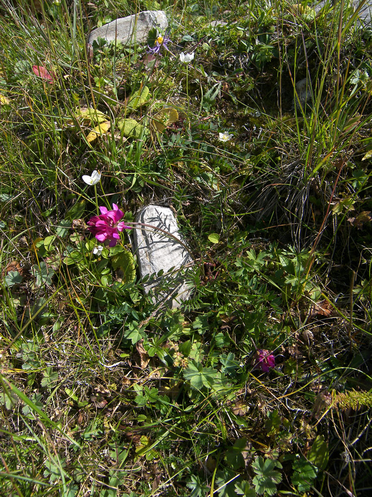 Image of Onobrychis oxytropoides specimen.