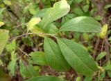 Ligustrum vulgare