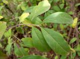 Ligustrum vulgare. Побег. Ростовская обл., Азовский р-н, Александровский лес. 10.10.2012.