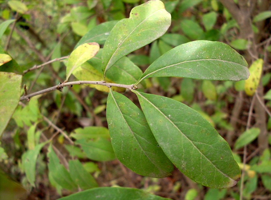 Image of Ligustrum vulgare specimen.