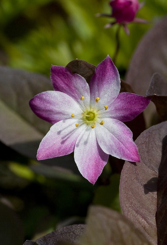 Image of Trientalis europaea specimen.