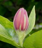 Calycanthus floridus variety glaucus. Бутон. Германия, г. Дюссельдорф, Ботанический сад университета. 14.08.2013.
