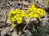 Erysimum humillimum