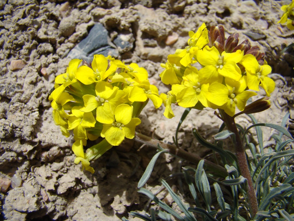 Image of Erysimum humillimum specimen.