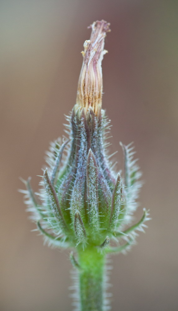 Image of Picris pauciflora specimen.