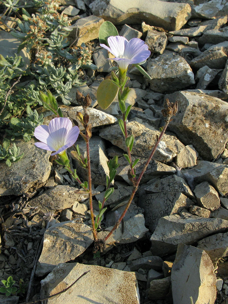 Изображение особи Linum lanuginosum.