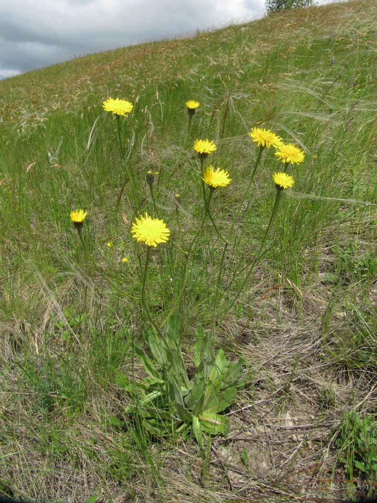 Изображение особи Trommsdorffia maculata.