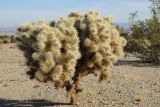 Cylindropuntia echinocarpa