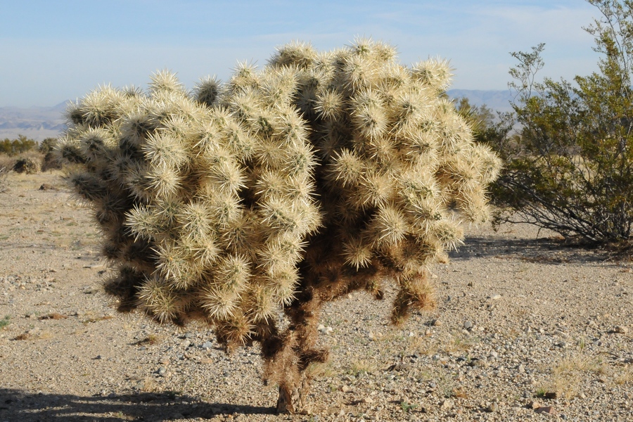 Изображение особи Cylindropuntia echinocarpa.