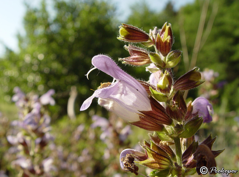 Изображение особи Salvia tomentosa.