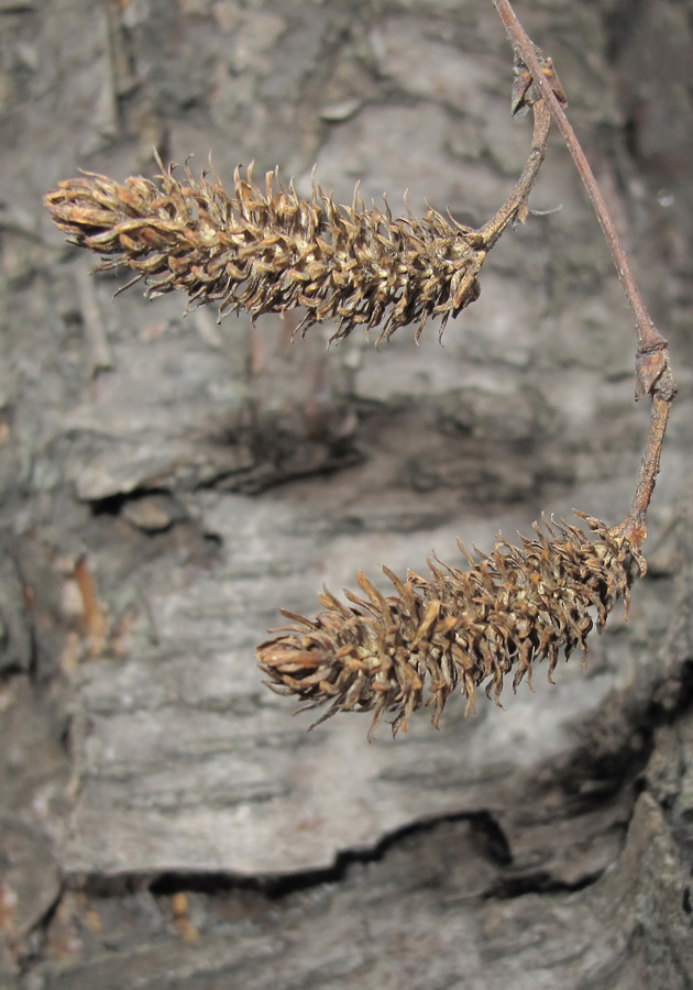 Изображение особи Betula dauurica.