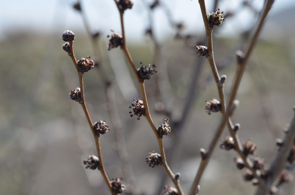 Изображение особи Ulmus pumila.