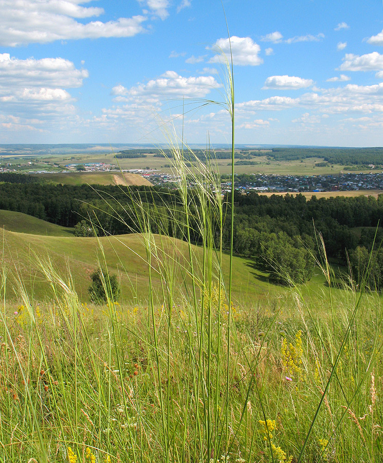 Image of Stipa capillata specimen.