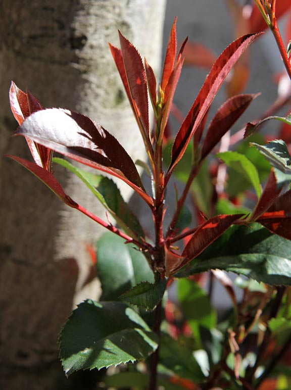 Изображение особи Photinia × fraseri.