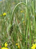 Papaver stevenianum. Цветонос с бутоном. Украина, Донецкая обл., Новоазовский р-н, НПП \"Меотида\", Еланчанский под. 27.04.2014.