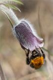 Pulsatilla pratensis